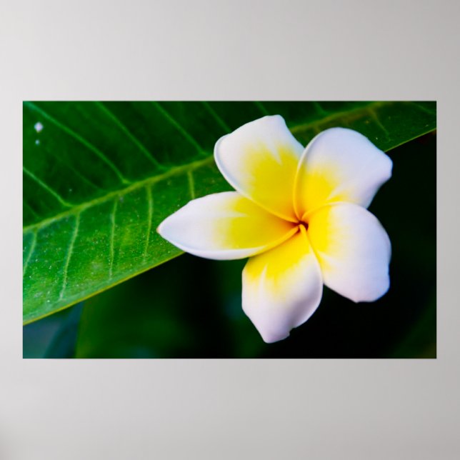 Plumeria Poster (Vorne)