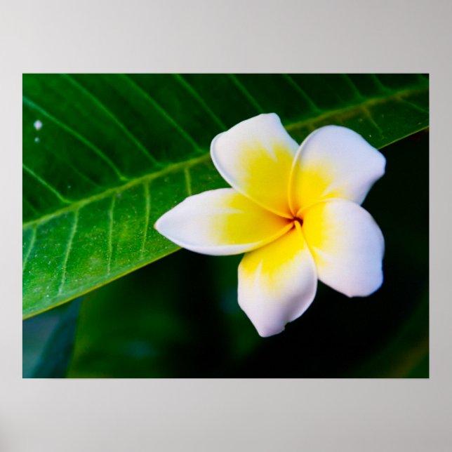 Plumeria Poster (Vorne)