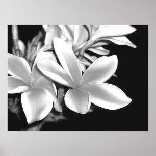 Plumeria Poster