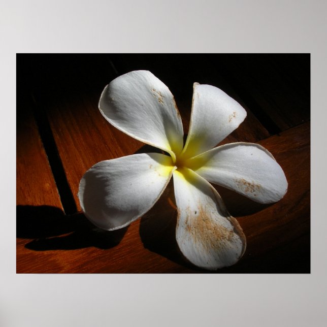 Plumeria Poster (Vorne)