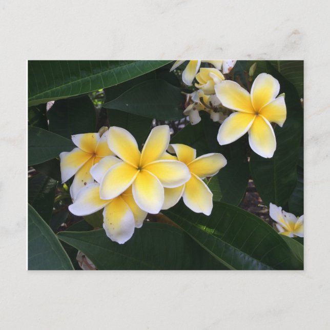 Plumeria Postkarte (Vorderseite)