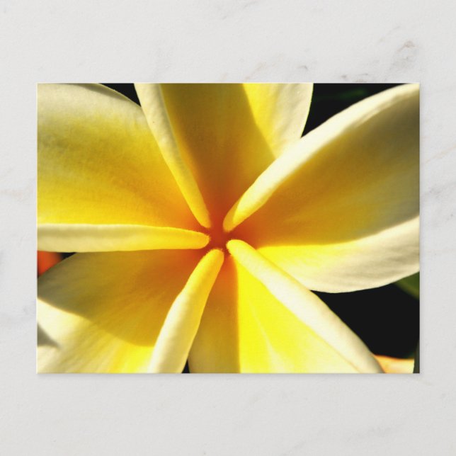 Plumeria Postkarte (Vorderseite)