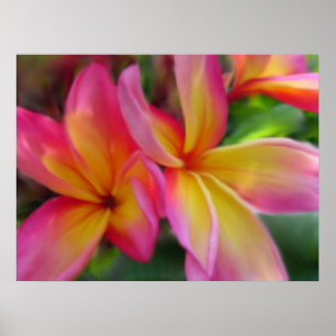Plumeria Print Poster