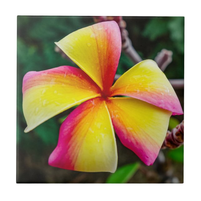 Plumeria rubra fliese (Vorderseite)