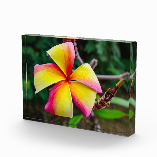 Plumeria rubra fotoblock (Rechts)