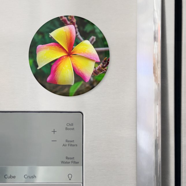 Plumeria rubra magnet (In Situ (Kühlschrank))
