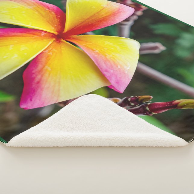 Plumeria rubra sherpadecke (3/4)