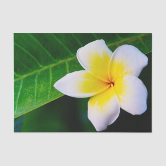 Plumeria Seidenpapier (Vorderseite)