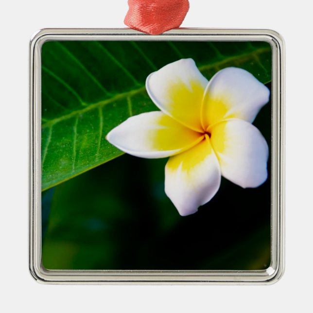 Plumeria Silbernes Ornament (Vorne)