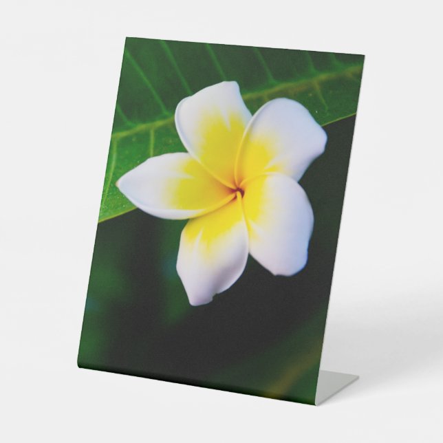 Plumeria Sockelschild (Vorderseite)