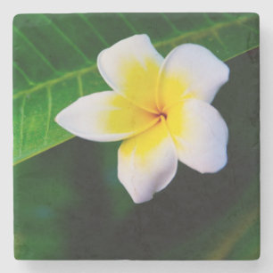 Plumeria Steinuntersetzer