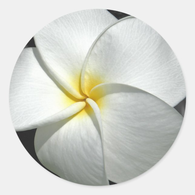 Plumeria Sticker (Vorderseite)