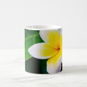 Plumeria Tasse