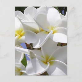 Plumeria Tropische Blume Postkarte