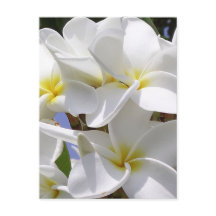 Plumeria Tropische Blume