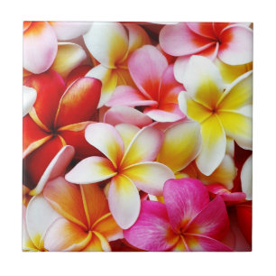 Plumeriafrangipani-Hawaii-Blume besonders Fliese