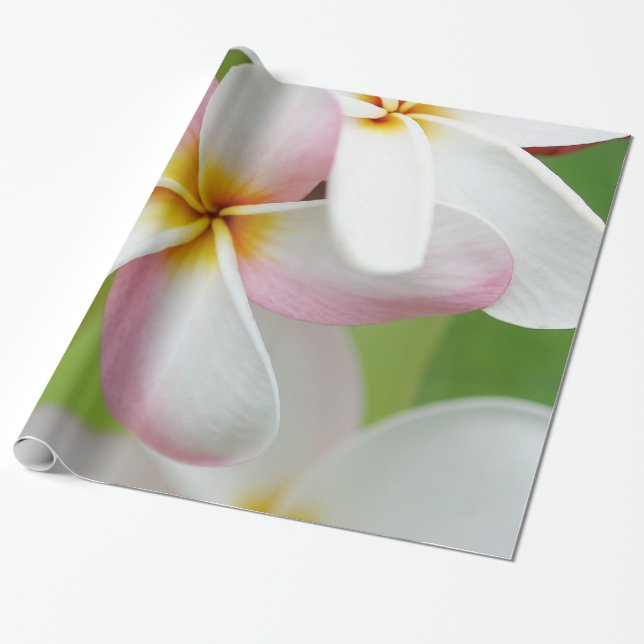Plumeriafrangipani-Hawaii-Blumen-Hawaiianer-Blumen Geschenkpapier (Ungerollt)