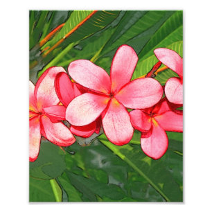 Plumerias Fotodruck