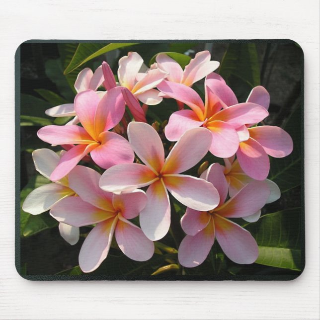 Plumerias in der Blüte Mousepad (Vorne)