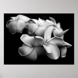 Plumerias in Schwarz und Weiß Poster