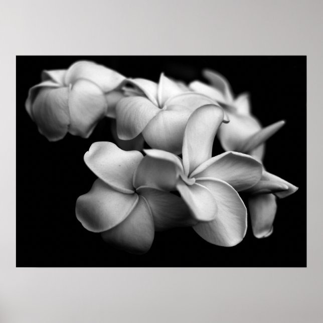 Plumerias in Schwarz und Weiß Poster (Vorne)