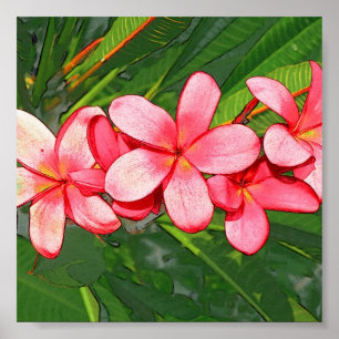 Plumerias Poster