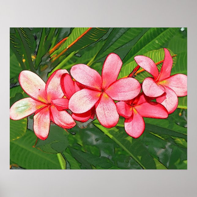 Plumerias Poster (Vorne)