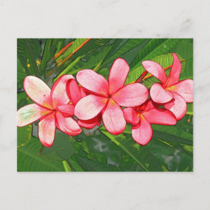 Plumerias Postkarte