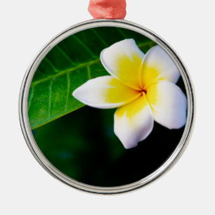 Plumerias Silbernes Ornament