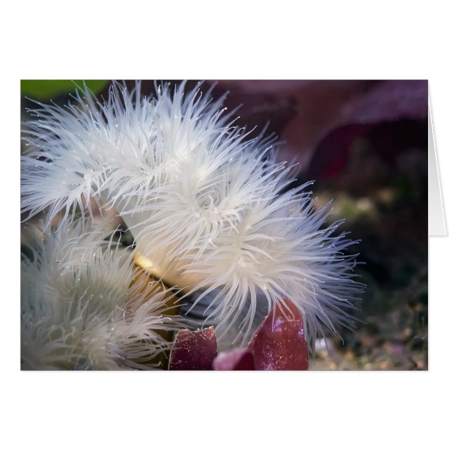 Plumose Anemone - Karte (Vorderseite (Horizontal))