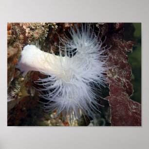 Plumose Anemone (Metridium farcimen) - Fine Art Poster