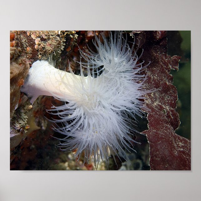 Plumose Anemone (Metridium farcimen) - Fine Art Poster (Vorne)