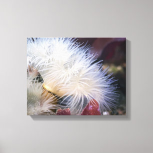 Plumose Anemone - Wrapped Canvas Leinwanddruck