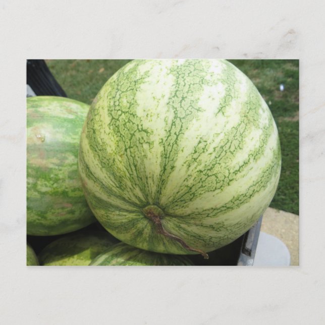 Plump Melon Postkarte (Vorderseite)