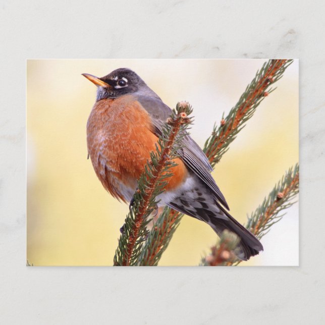 Plump Robin Postkarte (Vorderseite)