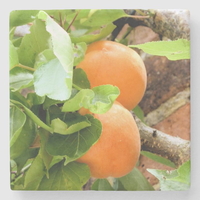 PLUMS STEINUNTERSETZER (Vorderseite)