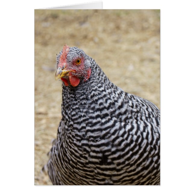 Plymouth Barred Rock Hen Fotograf (Vorne)