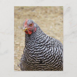 Plymouth Barred Rock Hen Fotograf Postkarte
