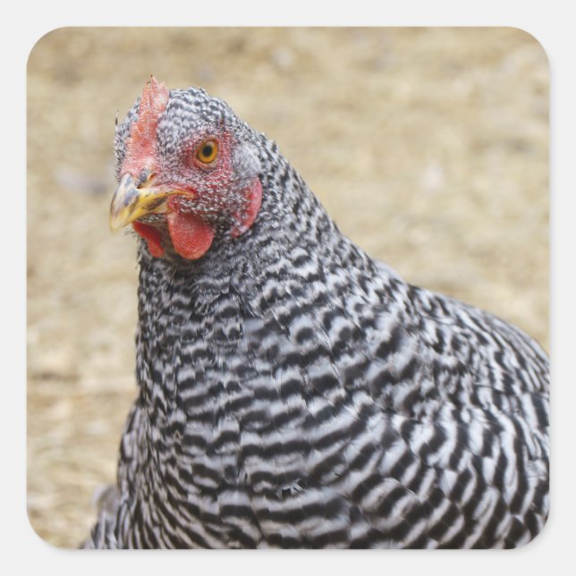 Plymouth Barred Rock Hen Fotograf Quadratischer Aufkleber (Vorderseite)