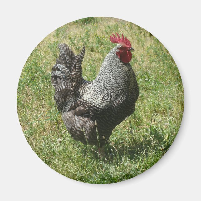 Plymouth Rock Chicken Magnet (Vorne)