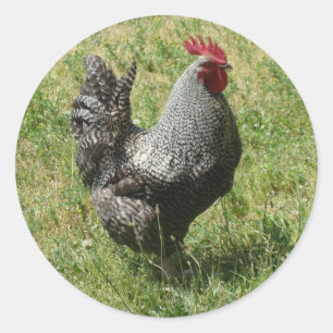 Plymouth Rock Chicken Runder Aufkleber