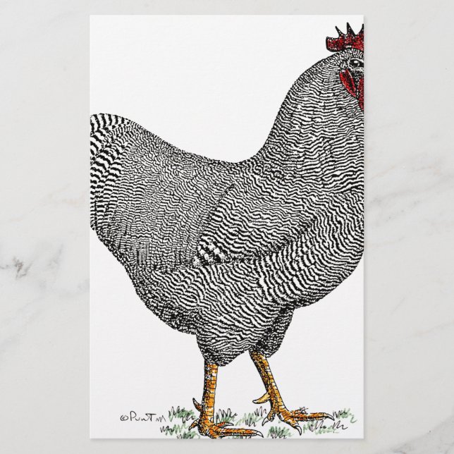Plymouth Rock Chicken Zeichnend (Vorderseite)