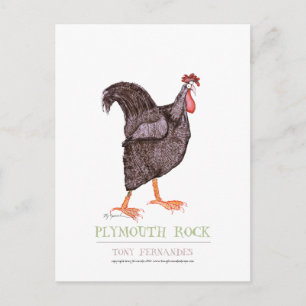 PLYMOUTH ROCK HEN, tony fernandes Postkarte