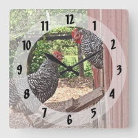 Plymouth Rock Hens