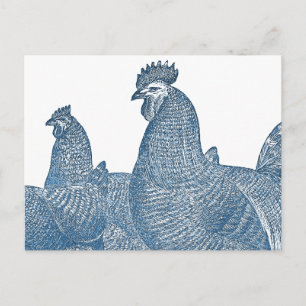 Plymouth Rock Hühner Antik Blaue Hahn Hennen Postkarte