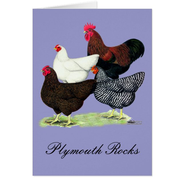 Plymouth Rock Quartett (Vorne)