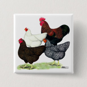Plymouth Rock Quartett Button