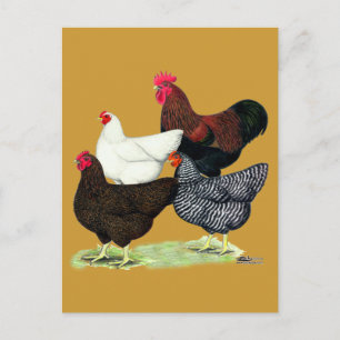 Plymouth Rock Quartett Postkarte