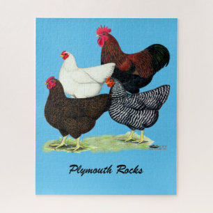 Plymouth Rock Quartett Puzzle