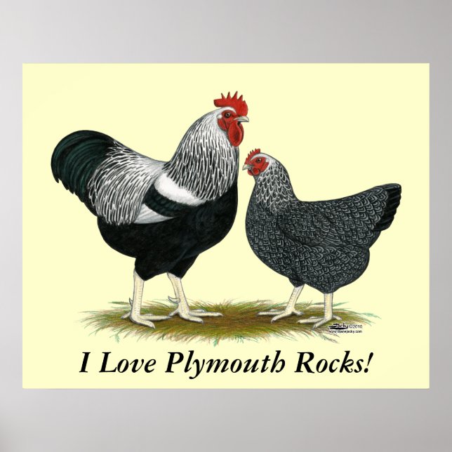 Plymouth Rock: Silbergefräßiges Paar Poster (Vorne)
